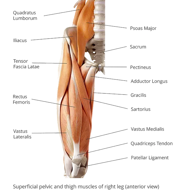20+ Muscles