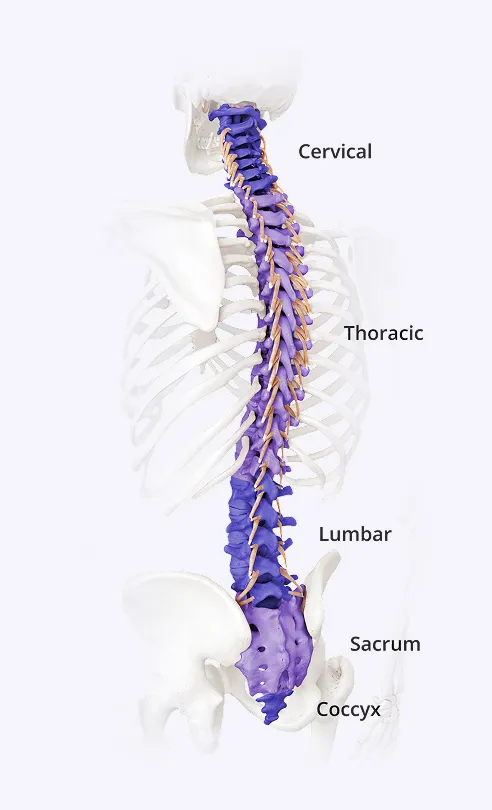 Why Does Your Back Hurt?